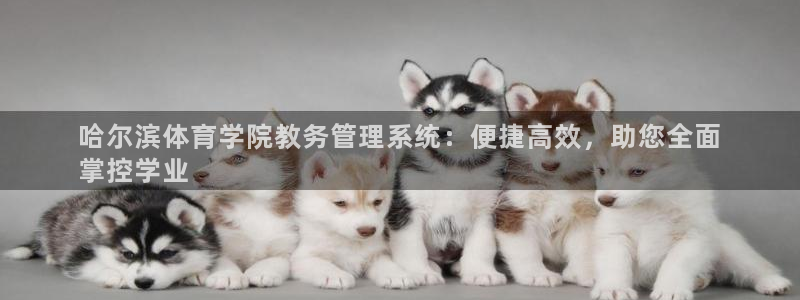 必一运动听的歌：哈尔